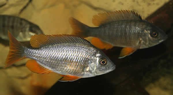 Red Fin Borleyi Haps