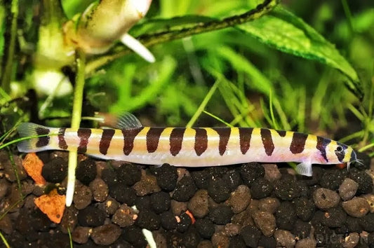 Striped Kuhli Loach