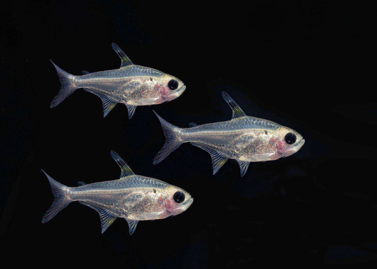 X-Ray Tetra