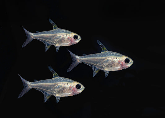 X-Ray Tetra