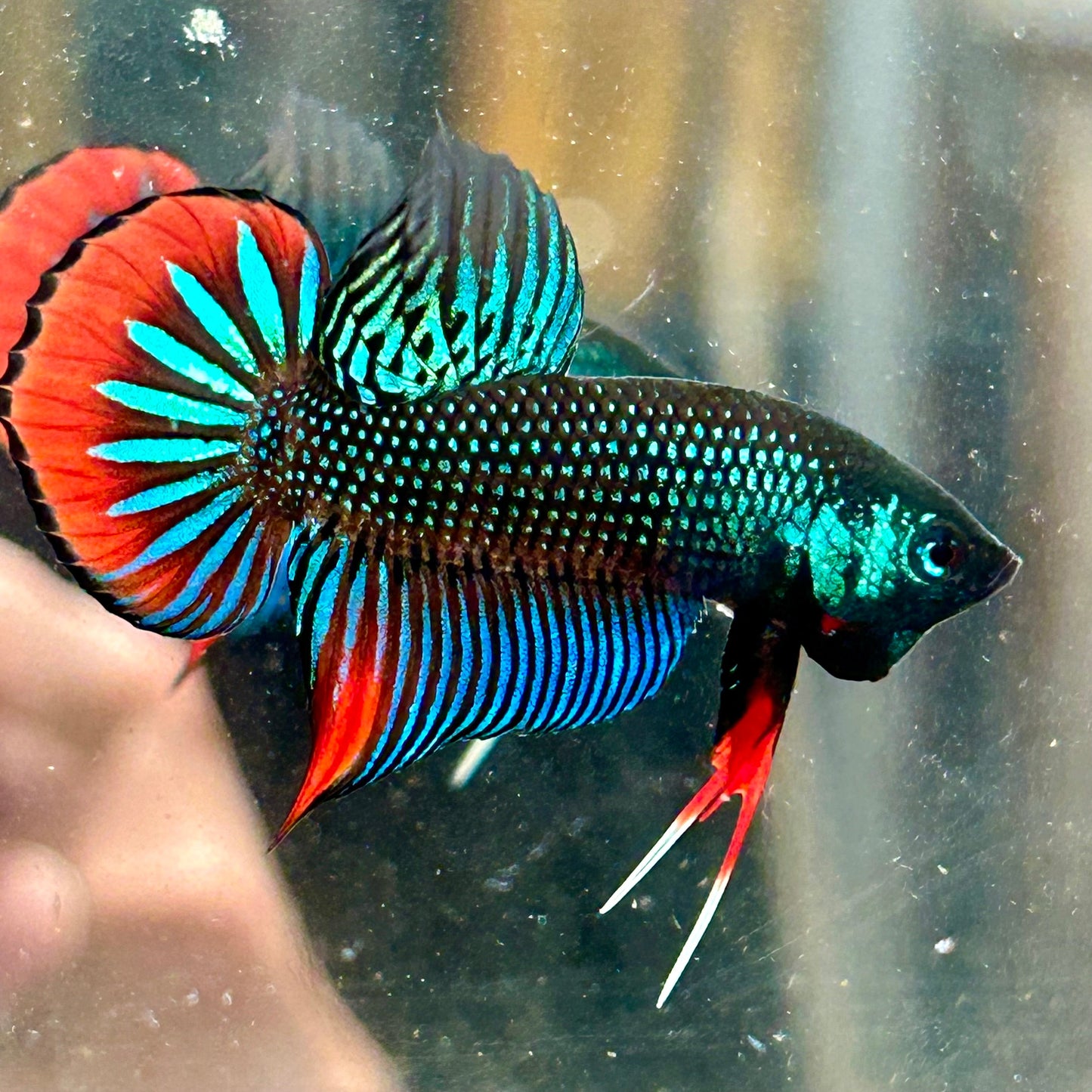 Betta Male