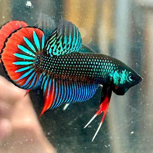 Betta Male
