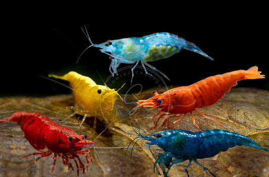 Asst. Neocardinia Shrimp
