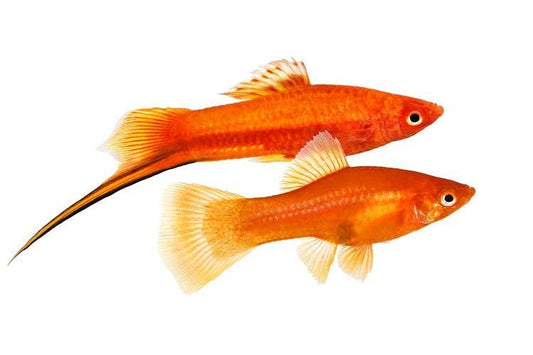 Swordtail Mollies