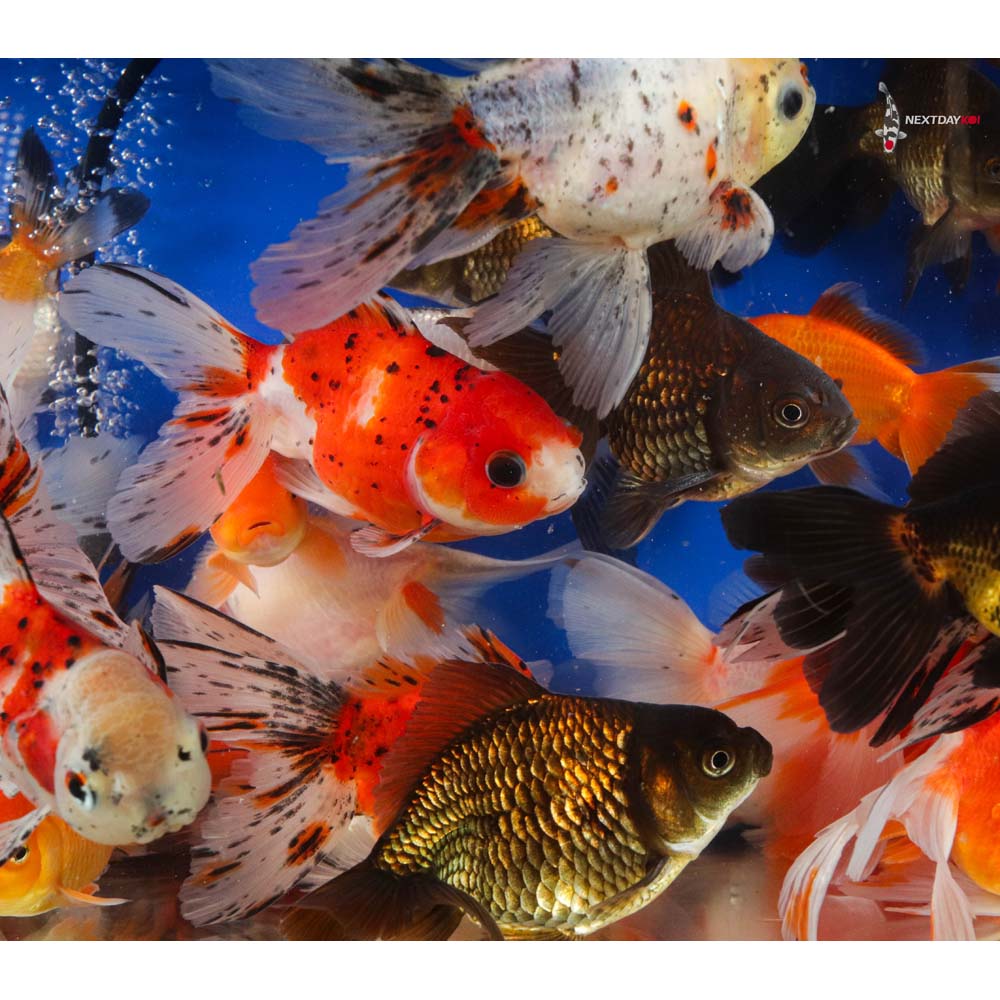 Asst. Fantail Goldfish