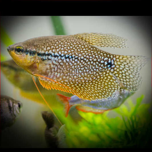 Pearl Gourami