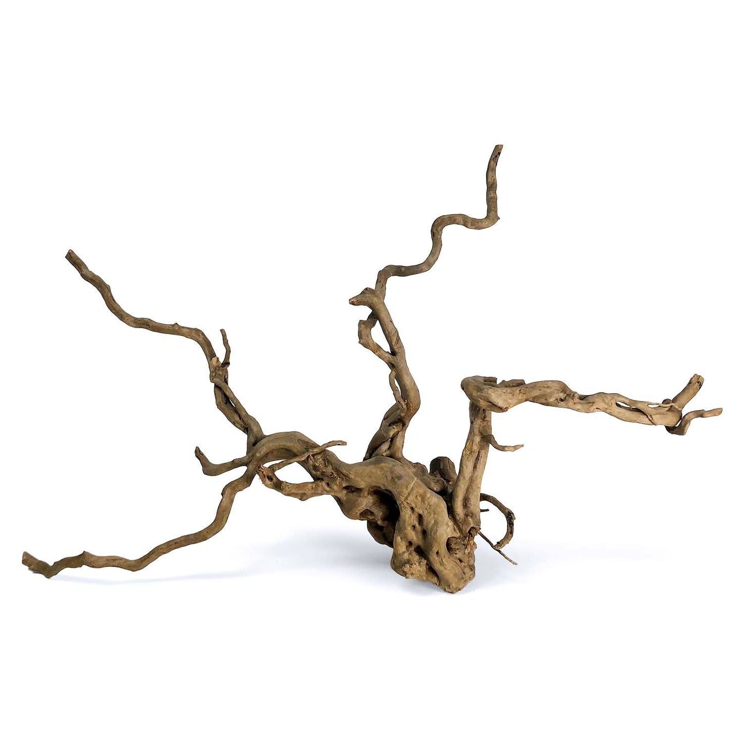 Spiderwood