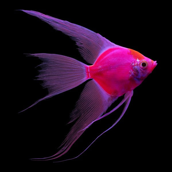 GloFish Starfire Red Angelfish (XLG)