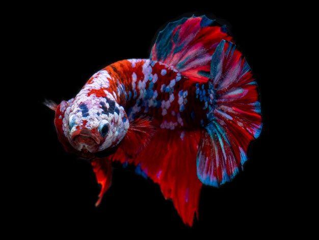 Betta Male
