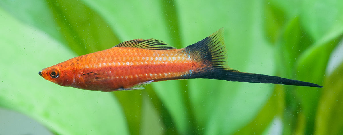 Swordtail Mollies