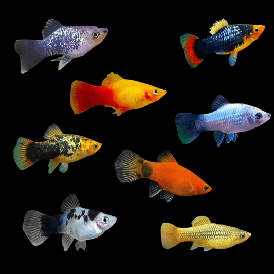 Assorted Platies (Variatus not eligible)