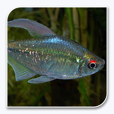 Diamond Tetra