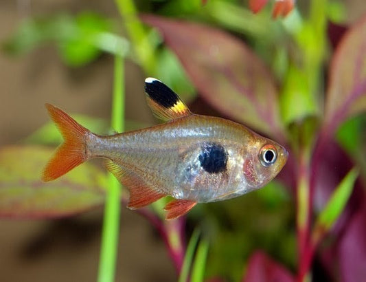 Pristella Tetra