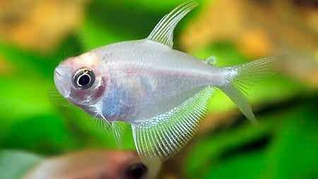 White Skirt Tetra