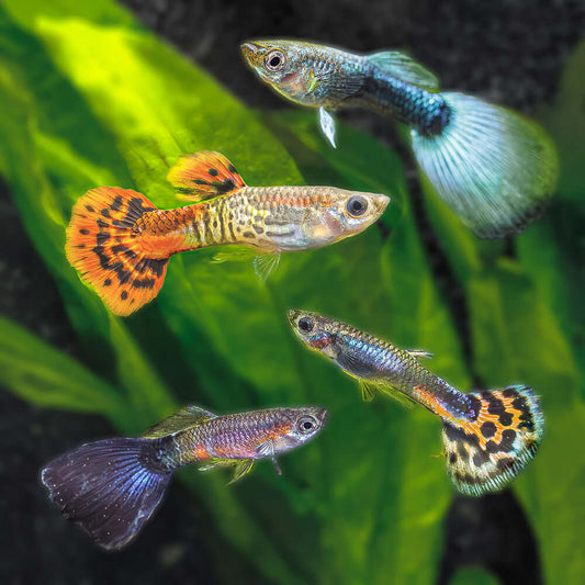 Asst. Fancy Guppy