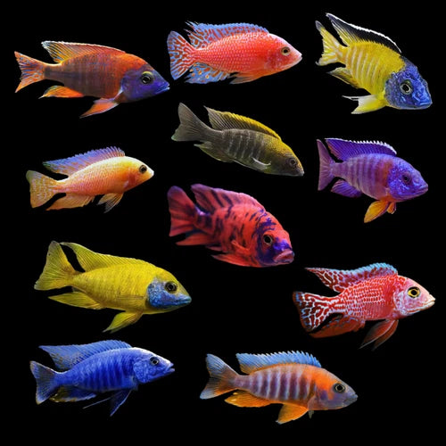 Peacock Cichlids