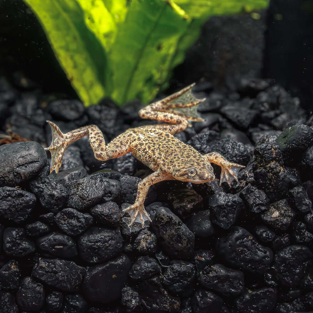 Dwarf Frog