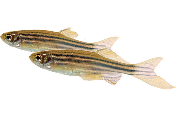 Zebra Danio