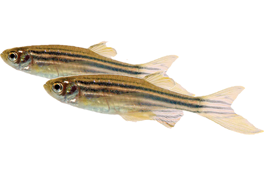 Zebra Danio